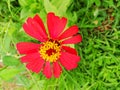 Beautiful redflowers, work on the green grass with nature