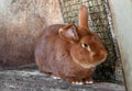 Beautiful redhead living a fat rabbit in a cage Royalty Free Stock Photo