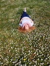 Beautiful redhead mature woman in her fifties lies contentedly in the grass and enjoys the sun in a field of daisies