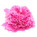 Redolent Pink Peony Flower Isolated on White Background