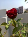 A beautiful redrose Royalty Free Stock Photo