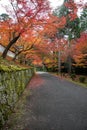 Beautiful reds, golds, and orange leaves adorn the roadway to the temple .