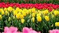 Beautiful reds and yellows flowers in a garden