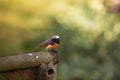 A beautiful redstart male sitting on an artificial structure in a backyard in spring.
