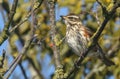 A beautiful Redwing Turdus iliacus perched on a branch on a tree.