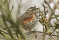A beautiful Redwing, Turdus iliacus, resting in a tree on a rainy day after migrating to the UK for the winter.
