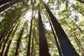 Beautiful Redwoods On Mount Tamalpais Royalty Free Stock Photo