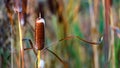 Beautiful reed. Autumn in Siberia