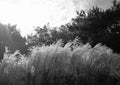 Beautiful Reed Bulrush Park Plant