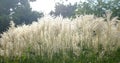 Beautiful Reed Bulrush Park Plant