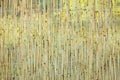 A Beautiful reed fence wall on pyrode background Royalty Free Stock Photo