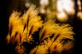 Beautiful Reed flowers in autumn Royalty Free Stock Photo