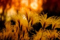 Beautiful Reed flowers in autumn Royalty Free Stock Photo