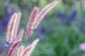 Beautiful reed , left aligned, on a defocused blurred background with copy space Royalty Free Stock Photo