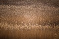A beautiful reed pattern in a sunny spring day Royalty Free Stock Photo