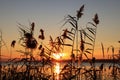 Beautiful reed plants near river at sunset Royalty Free Stock Photo