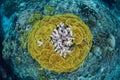 Beautiful Reef-Building Corals in Solomon Islands