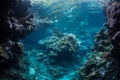 Beautiful Reef-Building Corals in Solomon Islands