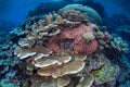 Beautiful Reef-Building Corals in the Solomon Islands