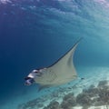 Majestic reef manta with attendant cleaner fish Royalty Free Stock Photo