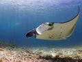 Majestic reef manta Royalty Free Stock Photo