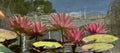 Reflection of a blooming waterlily in a pond (Lat. - nymphaea Royalty Free Stock Photo