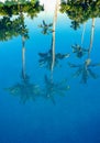 Beautiful reflection of coconut palm trees in the swimming pool water surface Royalty Free Stock Photo