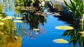 Beautiful reflection of pink water lily and lily pads