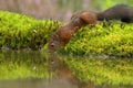 Beautiful reflection in the pond while the Red Squirrel is drinking