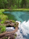 Beautiful reflection of sky, clouds and trees in turquoise geyser lake in summer, Russia, Altai, Aktash, vertical background Royalty Free Stock Photo
