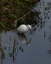 Beautiful reflection of white Little Egret, Egretta garzetta, hunting at lake edge Royalty Free Stock Photo