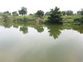 Beautiful reflection of the tree in a river water