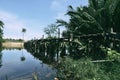 Beautiful reflection on water wooden bridge, coconut tree, mangrove tree and buoy floating