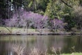 Beautiful reflections in Lake Marmo at Morton Arboretum in spring. Royalty Free Stock Photo