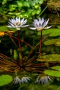 Beautiful Reflections of a Pair of Tropical White Water Lily Flower Royalty Free Stock Photo