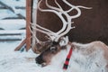 Beautiful reindeer in the ethnic park Nomad Royalty Free Stock Photo