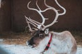 Beautiful reindeer in the ethnic park Nomad Royalty Free Stock Photo