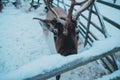 Beautiful reindeer in the ethnic park Nomad Royalty Free Stock Photo