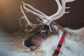 Beautiful reindeer in the ethnic park Nomad Royalty Free Stock Photo