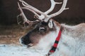 Beautiful reindeer in the ethnic park Nomad