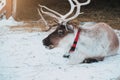Beautiful reindeer in the ethnic park Nomad Royalty Free Stock Photo