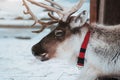 Beautiful reindeer in the ethnic park Nomad