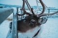 Beautiful reindeer in the ethnic park Nomad Royalty Free Stock Photo