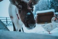 Beautiful reindeer in the ethnic park Nomad Royalty Free Stock Photo