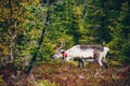 Beautiful reindeer in fall forest in Lapland, Finland Royalty Free Stock Photo