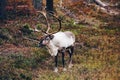 Beautiful reindeer in fall forest in Lapland, Finland Royalty Free Stock Photo