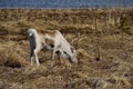 Beautiful reindeer grazing on spring pasture Royalty Free Stock Photo