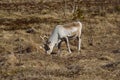 Beautiful reindeer grazing Royalty Free Stock Photo