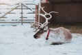 Beautiful reindeer in the ethnic park Nomad Royalty Free Stock Photo