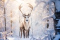 Beautiful reindeer in a sunny snowy winter forest Royalty Free Stock Photo